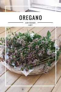 Oregano