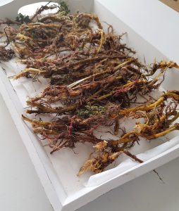 Tørking av brenneslerot