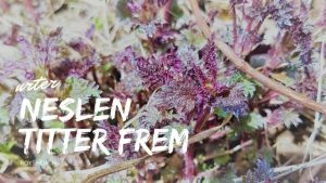 Brennesle titter frem