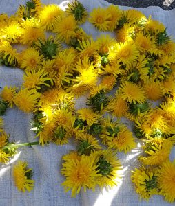 Høste løvetannblomster