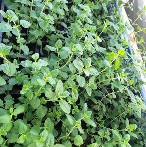 Oregano