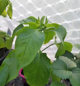 Paprika