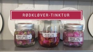 Rødkløver tinktur