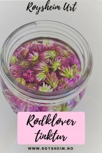 Rødkløver tinktur pinterest