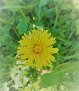 Løvetannblomst