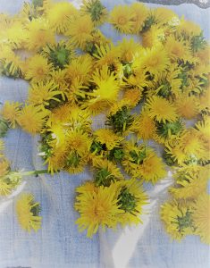 Løvetannblomster