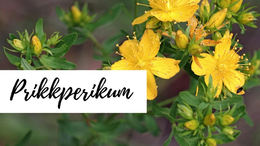 Prikkperikum (Johannesurt)