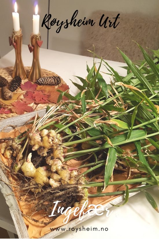 Det er smaker ekstra godt med egendyrket ingefærRøysheim Urteverksted