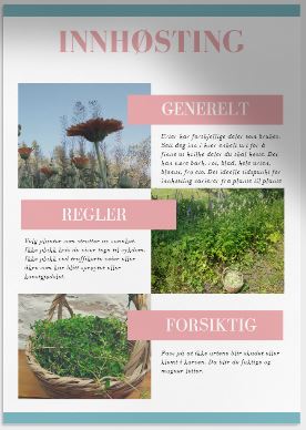 Hvordan høste blad, røtter og blomster av løvetann.