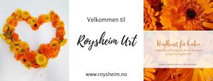 Ringblomst side
