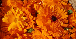 Ringblomst sår hals