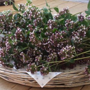 oregano