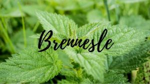 Brennesle