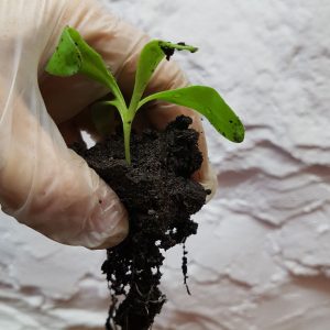 ringblomst ompotting
