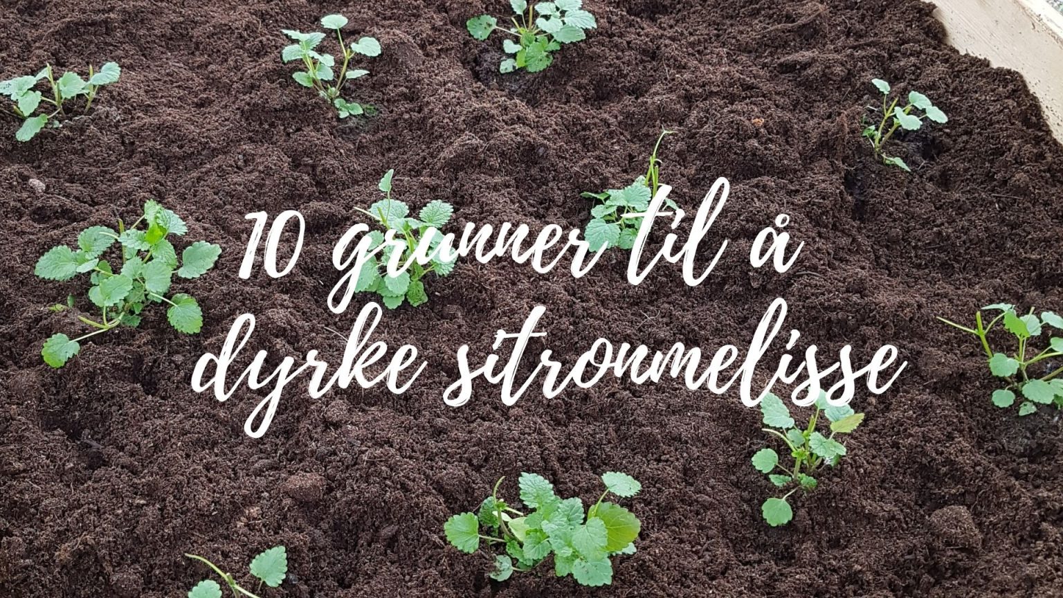 10 grunner til å dyrke Sitronmelisse