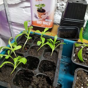 ringblomst ompotting