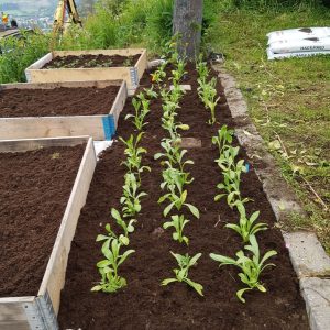 Utplanting av ringblomster