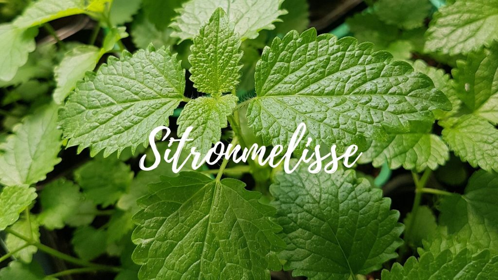 Sitronmelisse
