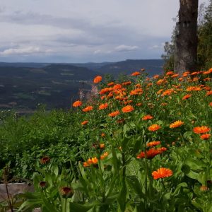 ringblomst og utsikt