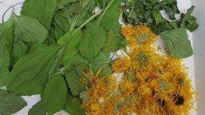 groblad ringblomst valurt
