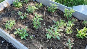 Jernurt Blue vervain