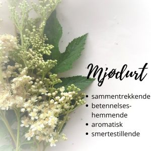 mjødurt