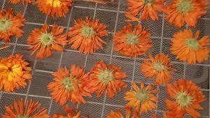 tørket ringblomst