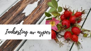 innhøsting nyper