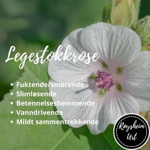 Legestokkrose