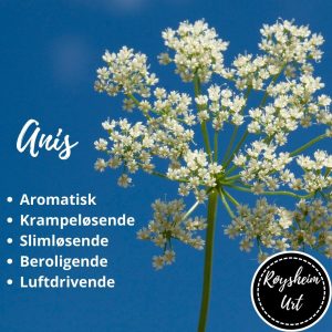 Anis