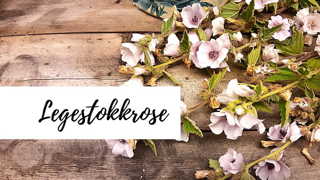 Legestokkrose