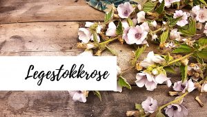 Legestokkrose