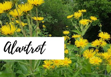 Alantrot