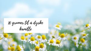10 grunner til å dyrke kamille
