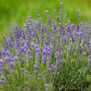 lavendel