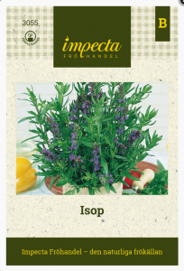 Frø isop