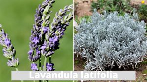 Dyrke lavendel lavandula latifolia