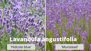 Dyrke lavendel angustifolia
