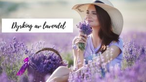 Dyrking av lavendel