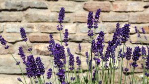 Lavendel i mikroklima