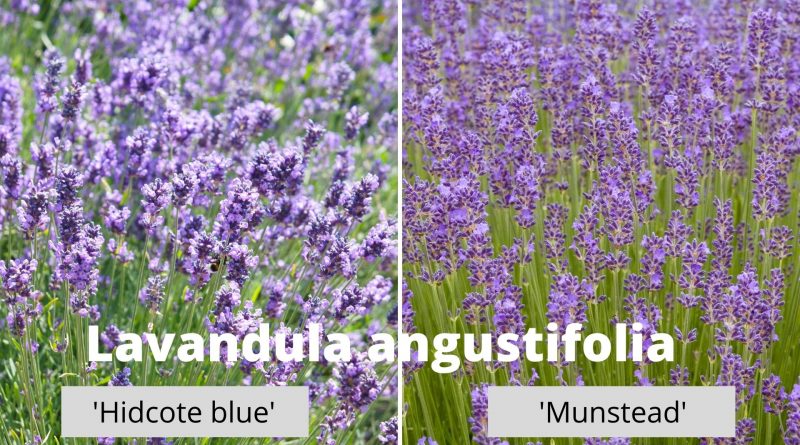 Dyrke lavendel angustifolia