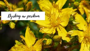 Dyrke perikum (johannesurt)