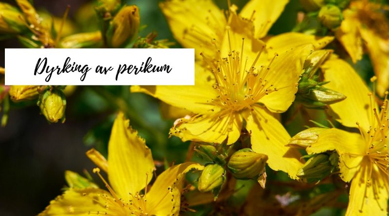 Dyrke perikum (johannesurt)