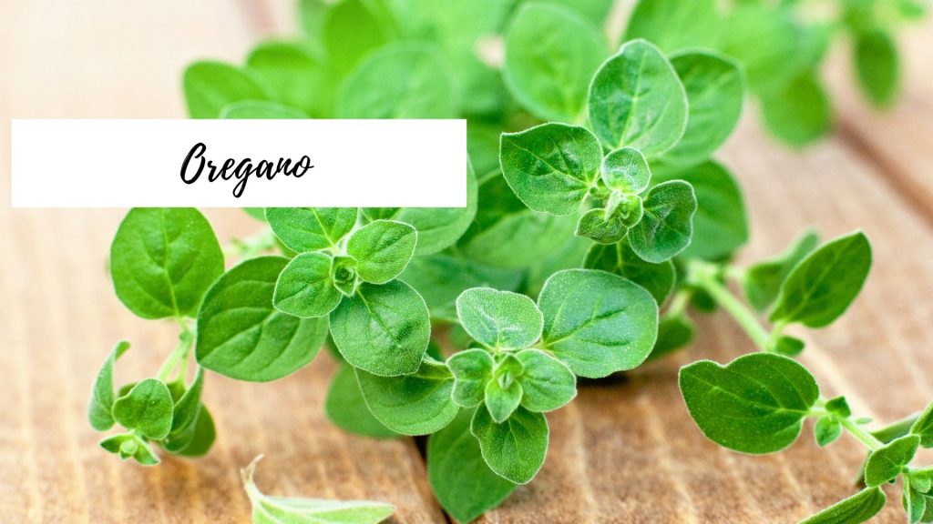 Oregano