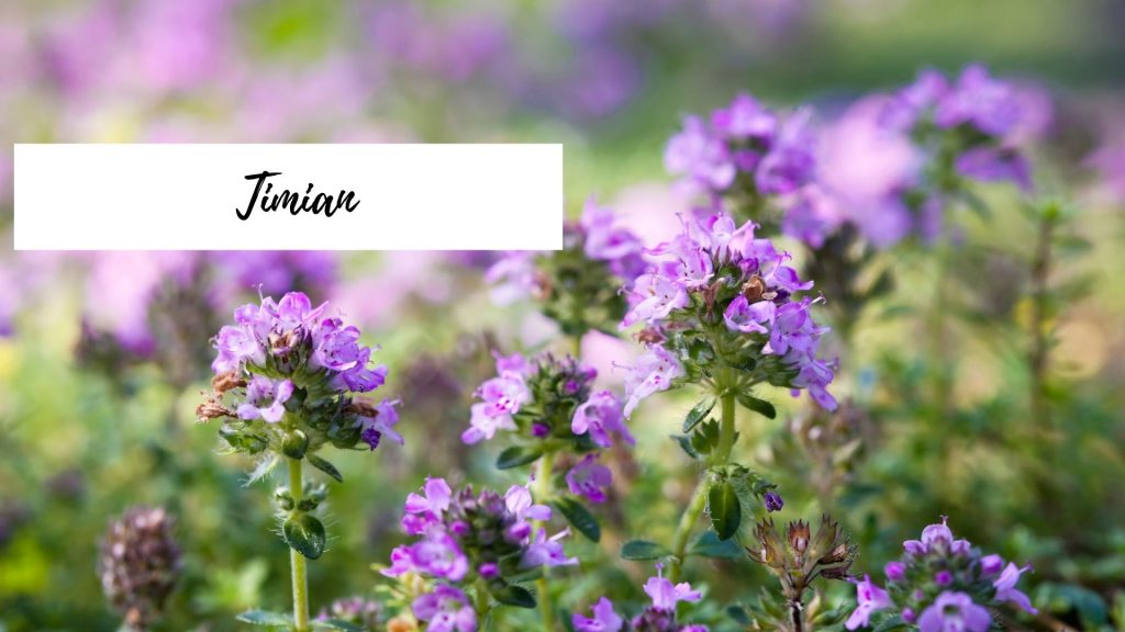 Timian – Thymus vulgare