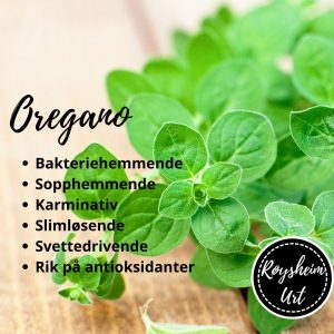 Oregano