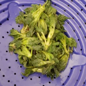 Forvellet brennesle
