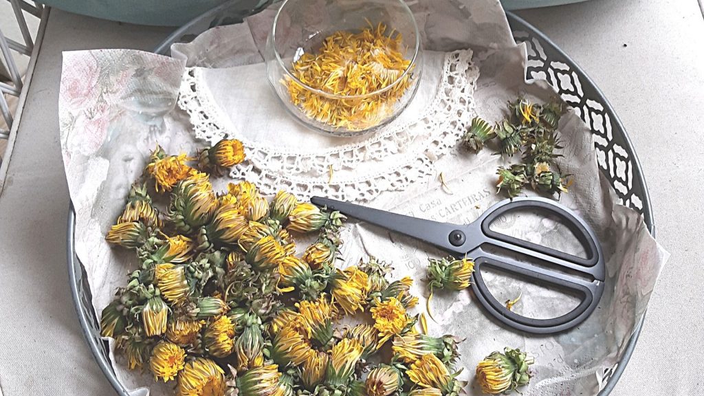 renske løvetannblomster