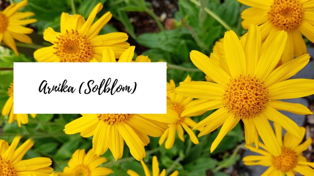 Arnika (Solblom)