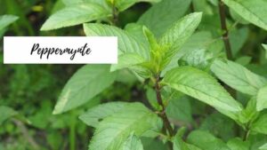 Blogg peppermynte